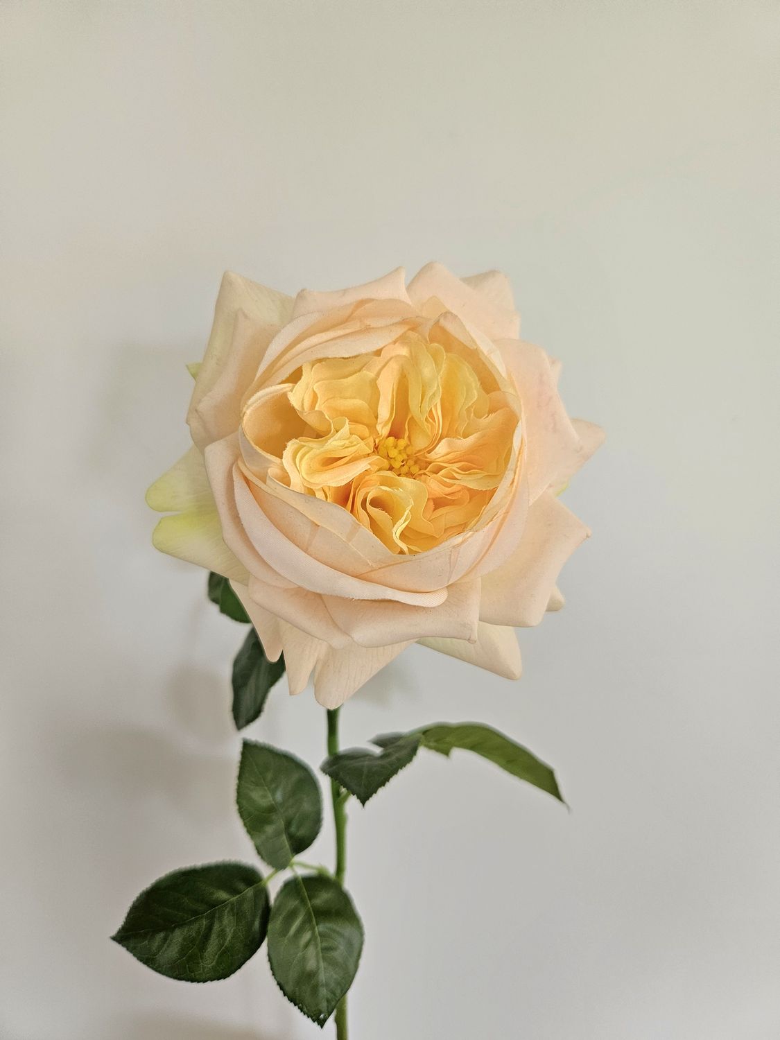 Englische Rose 65 cm  in Real Touch soft, aprikose