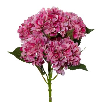 Gasper Hortensienstamm x 5 in Farbe Pink