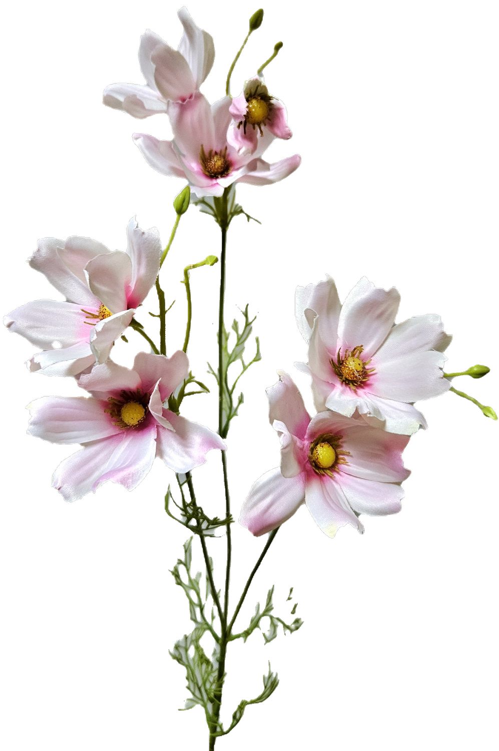 Cosmea,76cm  in hellrosa