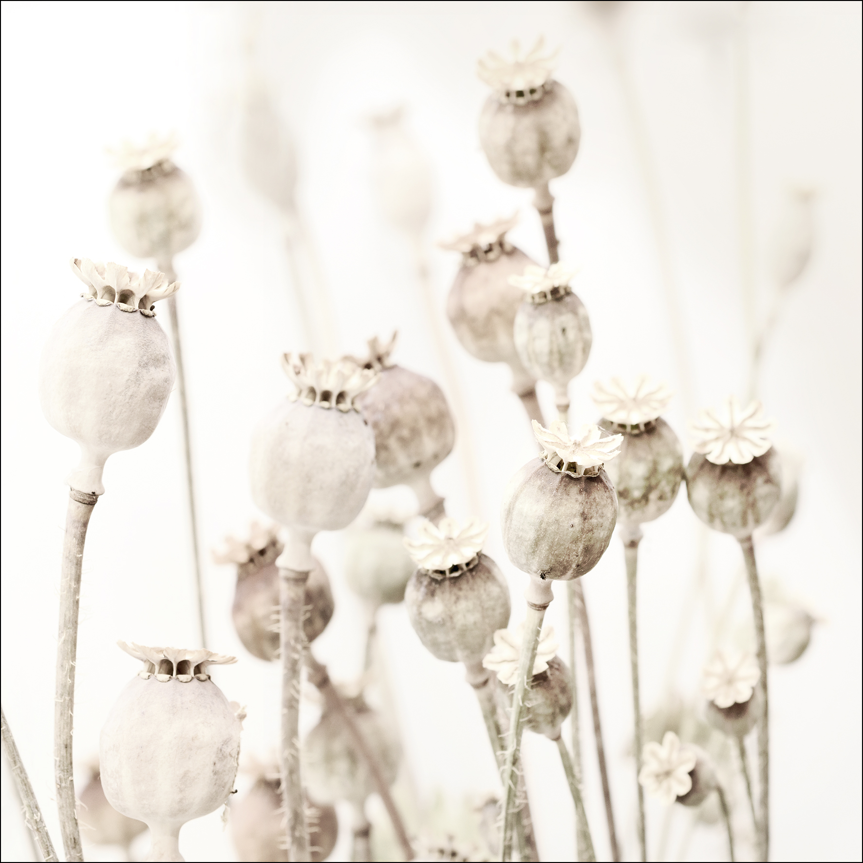 PRO ART Glas-Art 20x20cm Dried Poppies
