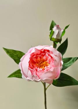 Andreas Pfingstrose halboffen  62 cm PFINGSROSE in