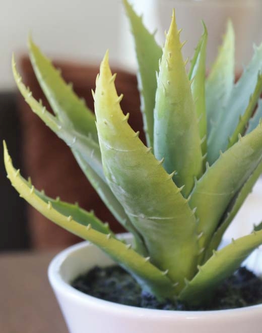 Aloe,getopft,20cm 6055883A3 in grün