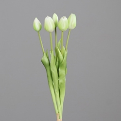 DPI Tulpen Bund in Farbe cream, Knospe, Blume, Pflanze, Sprossen, Blütenblatt