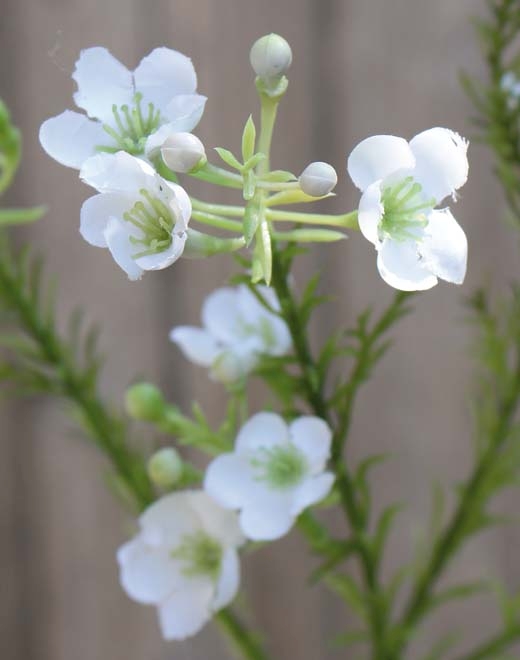  // Wachsblume // creme-weiß // Höhe ca. 65 cm