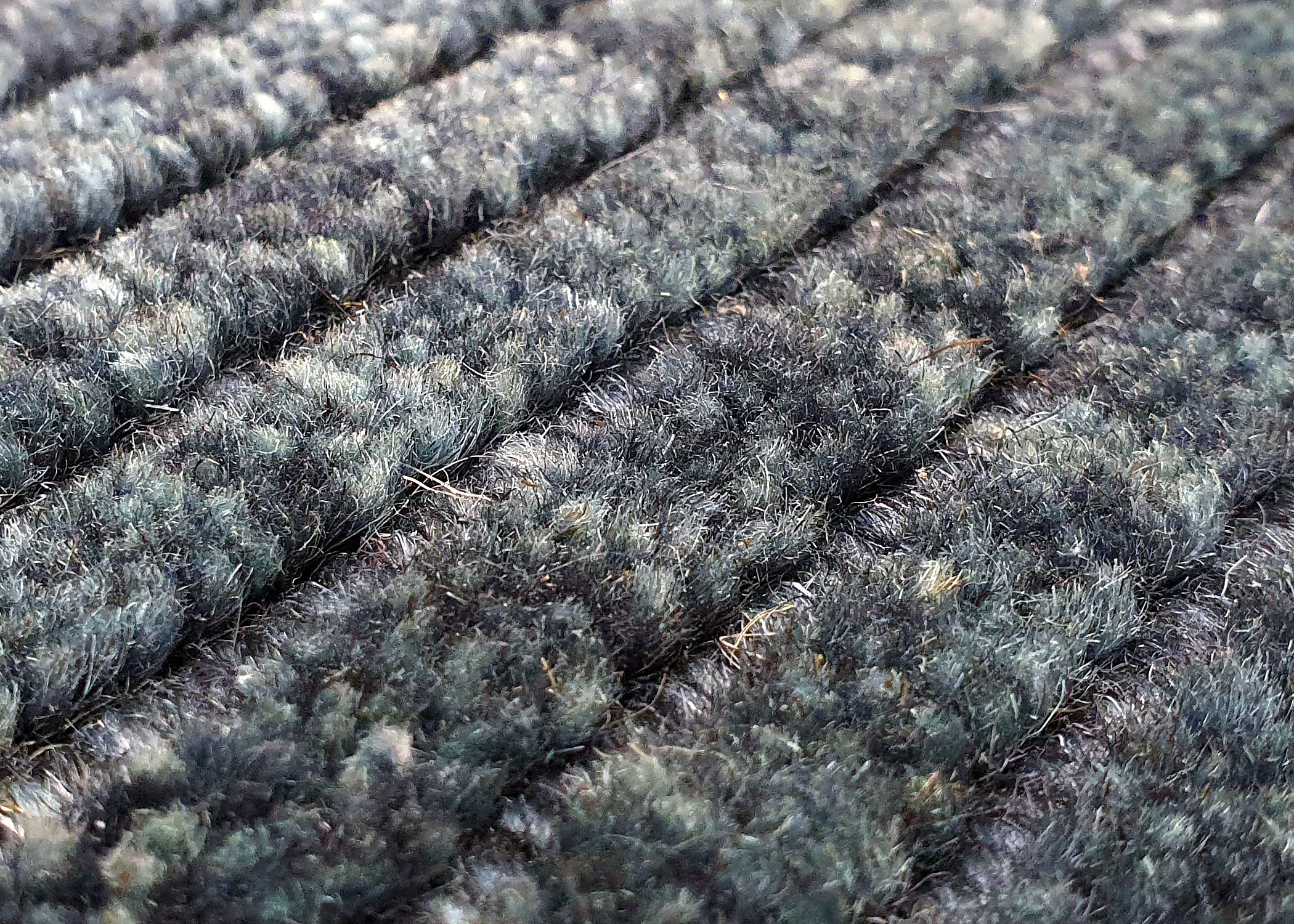 Interliving Teppich R-8120 ca. 70x140cm in Farbe petrol