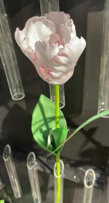 Andreas Papageitulpe,'Deluxe',65cm,RT TULPE in
