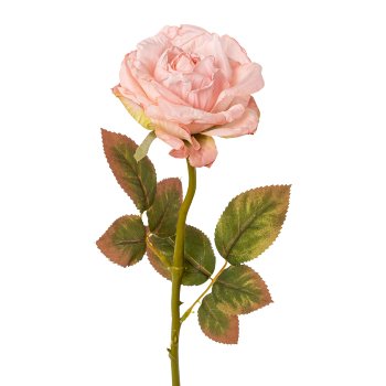 Gasper Rose in Farbe Rosa