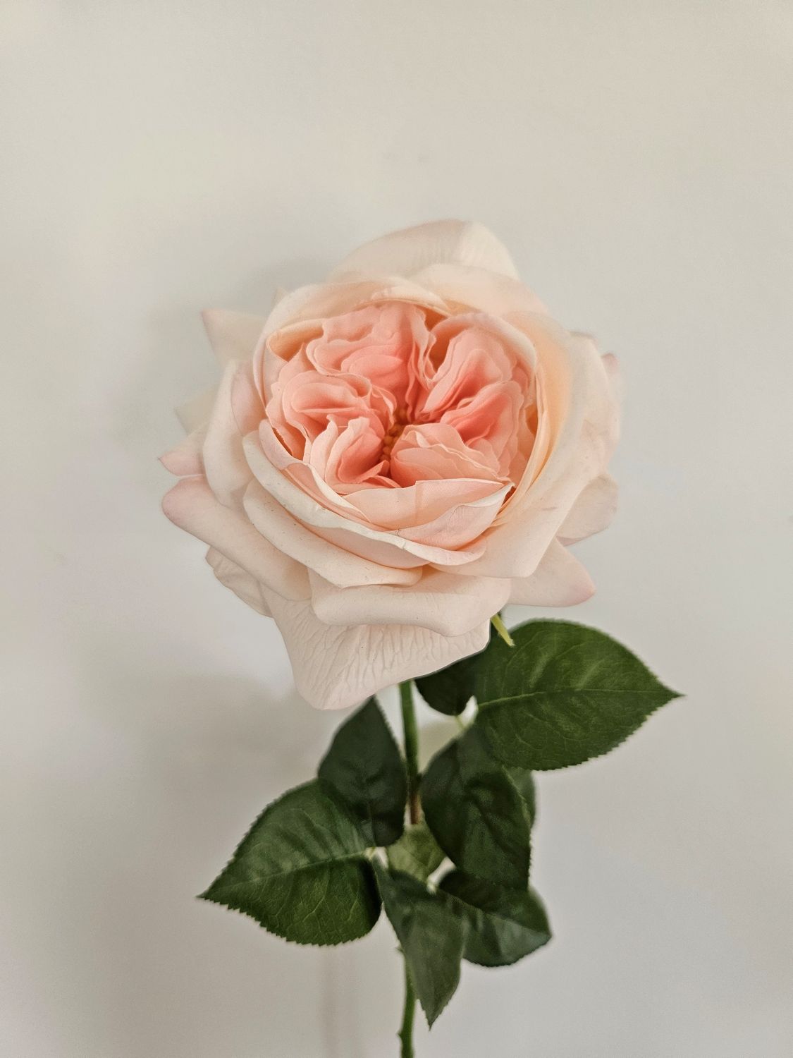 Englische Rose 65 cm  in Real Touch soft, hellrosa