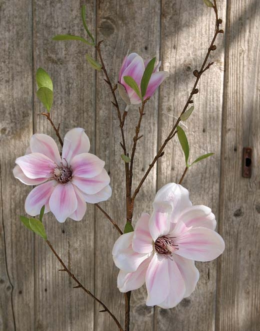 // Magnolien Blütenzweig // pink // Höhe ca. 80 cm