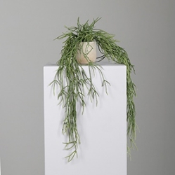 DPI Sukkulenten Arrangement in Farbe grün