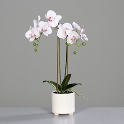 DPI Orchidee mit zwei Rispen in Farbe rosee