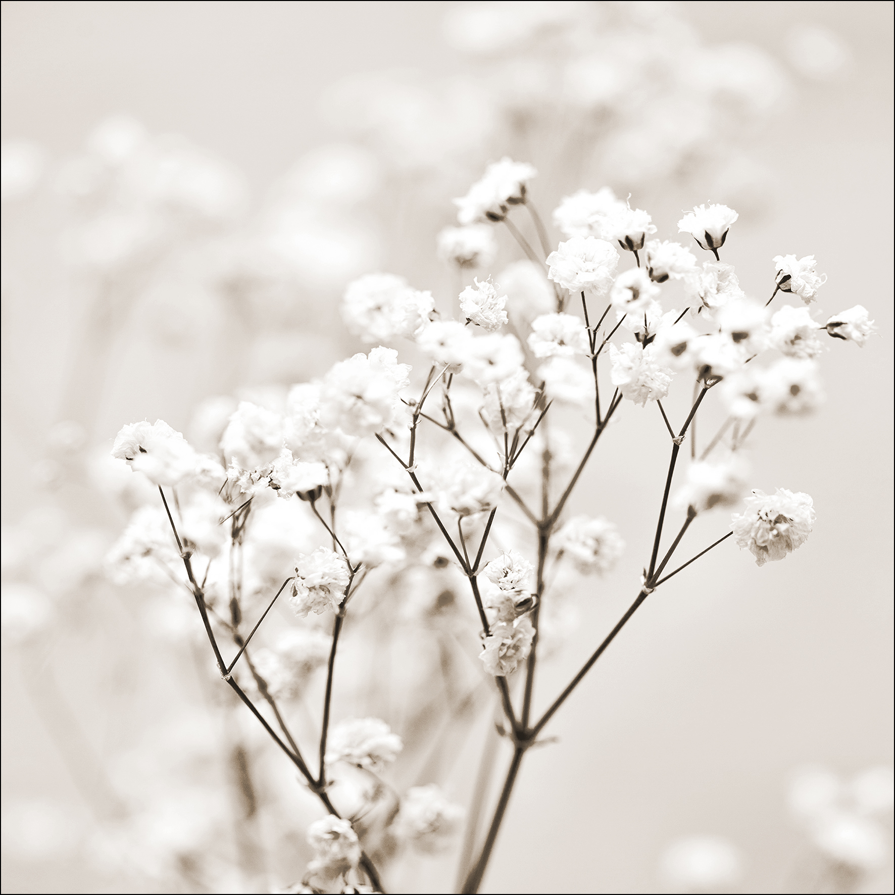 ProArt Glas-Art 30x30cm Meadow Flowers I