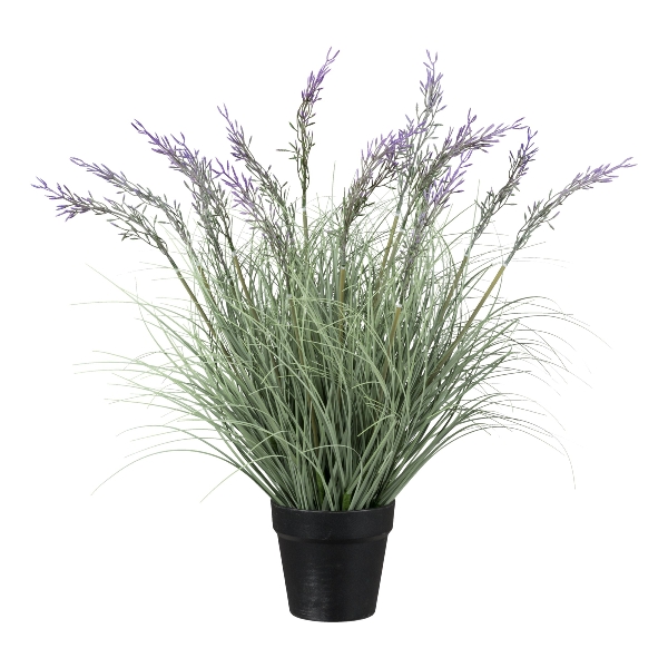 Gasper Gras mit lila Blüten im Topf in Farbe Lila