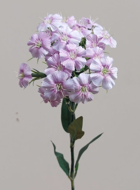 // Bartnelke // rosa-violett // Höhe ca. 55 cm