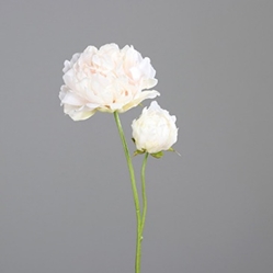DPI Päonie in Farbe cream