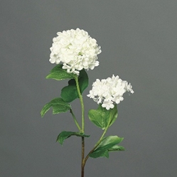 DPI Schneeball in Farbe cream, Blume, Pflanze, Blütenblatt