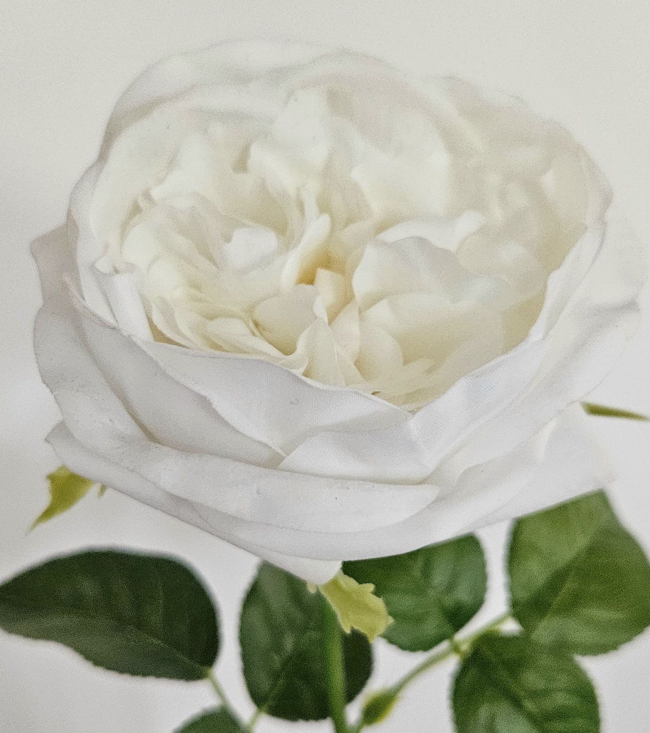 Englische Rose 65 cm  in 
