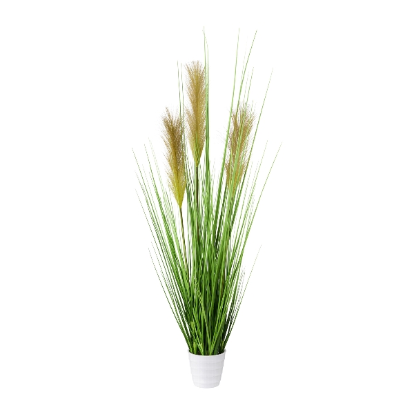 Gasper Grasbusch im weißen Topf  ca. H80 cm in 80cm, grün