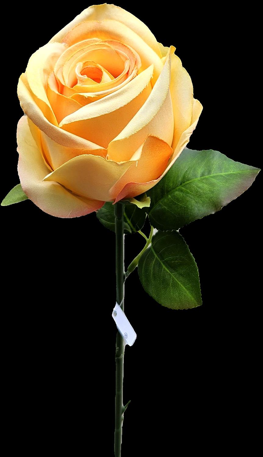 Französische Rose,50cm  in