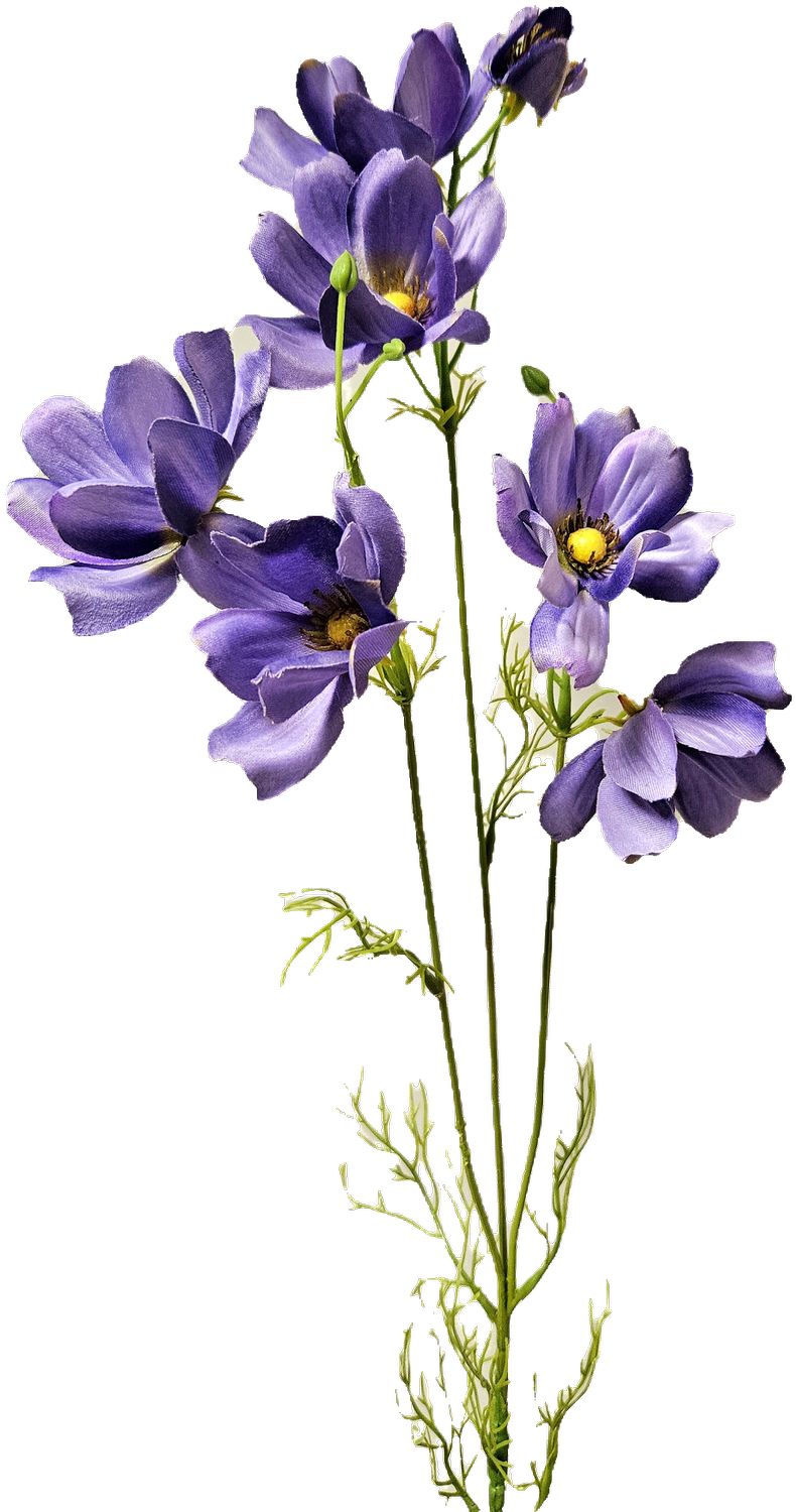 Cosmea,76cm  in