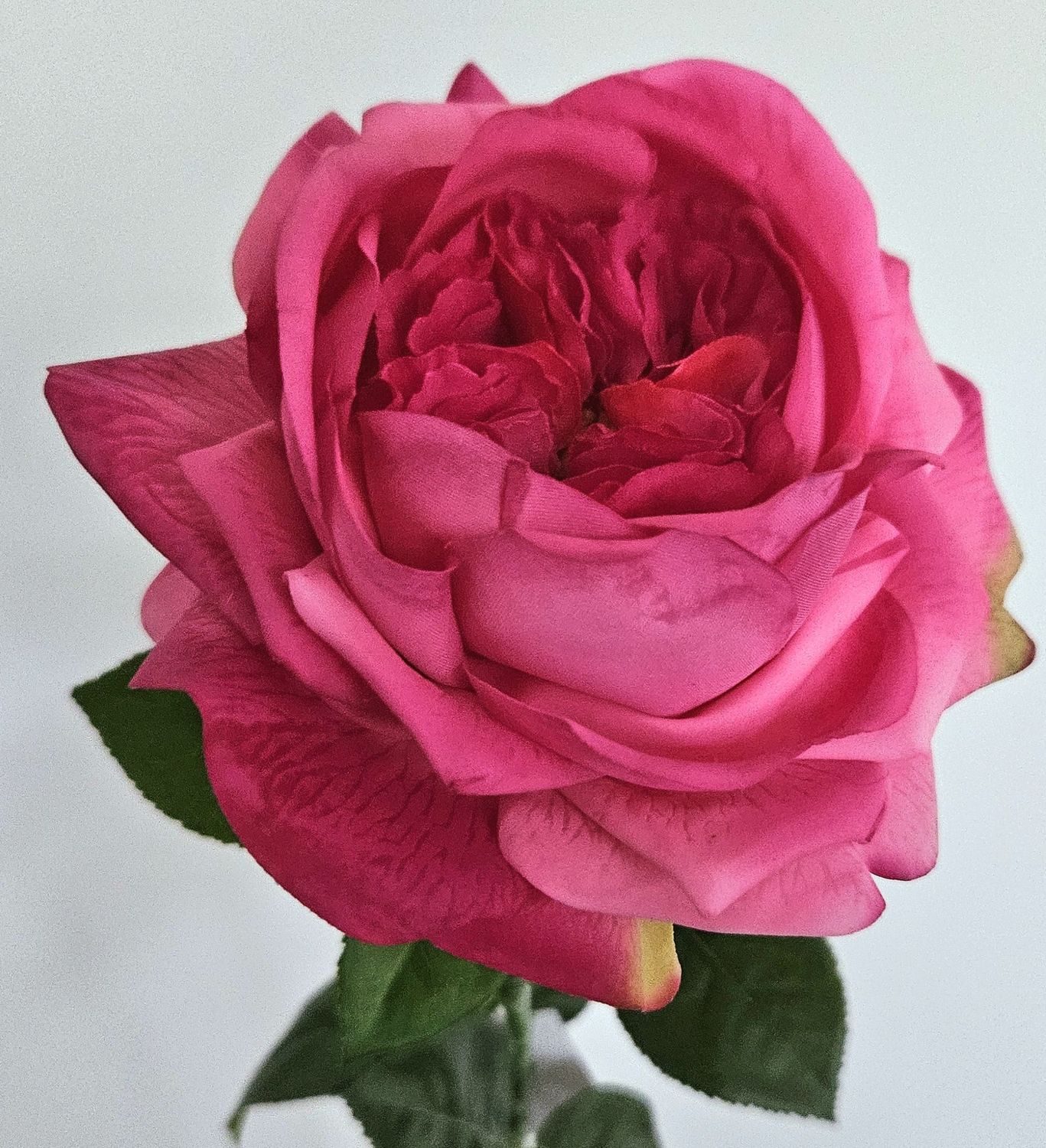 Englische Rose 65 cm  in 