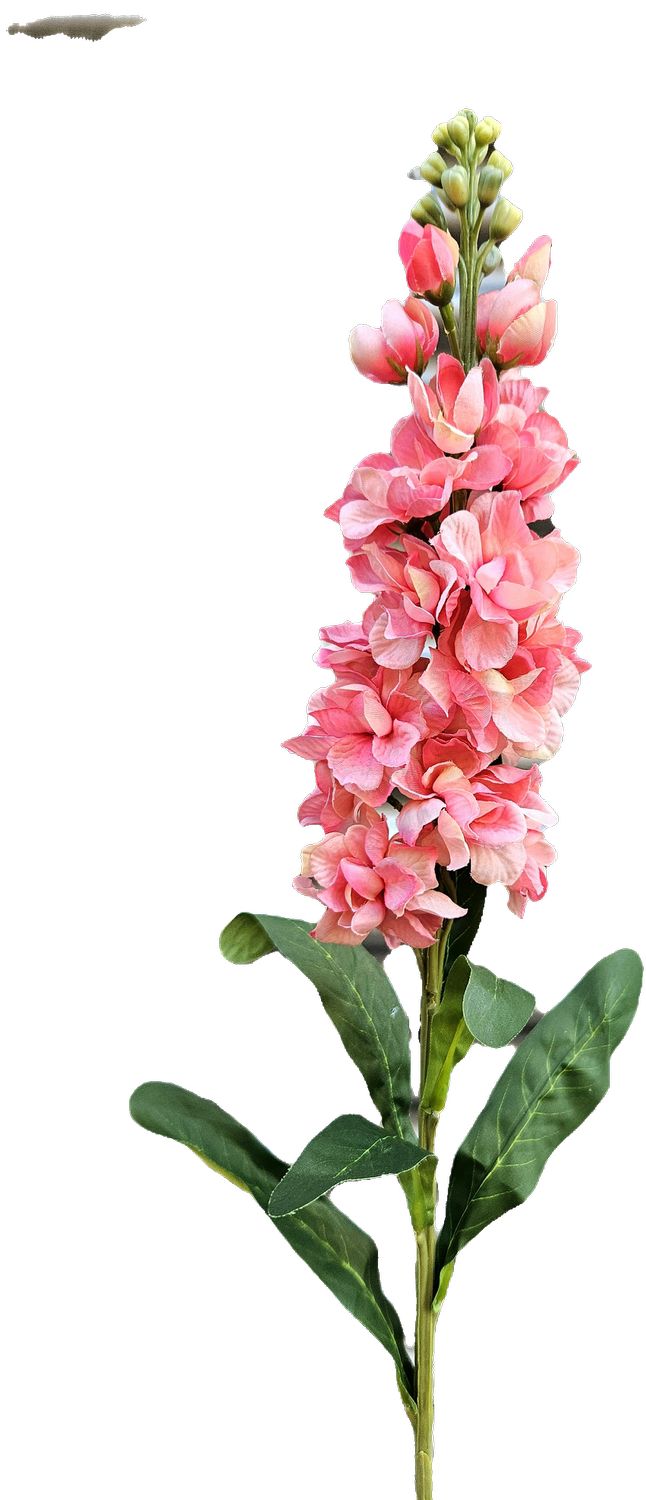 Levkoje,83cm  in