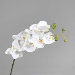 DPI Orchidee Phalaenopsis in Farbe cream, Blume, Pflanze, Orchidee