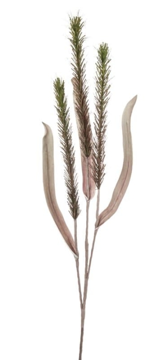 // Liriope // grün // Höhe ca. 118 cm