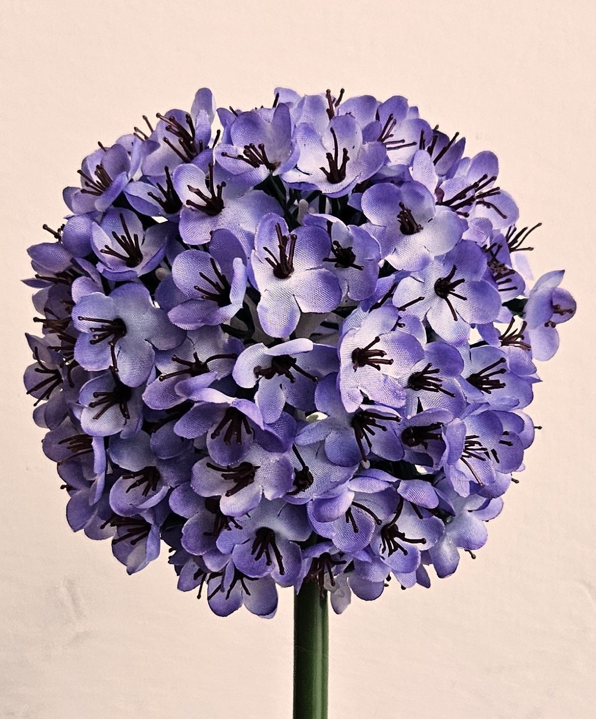 Andreas Allium,68cm ALLIUM in dunkelviolett
