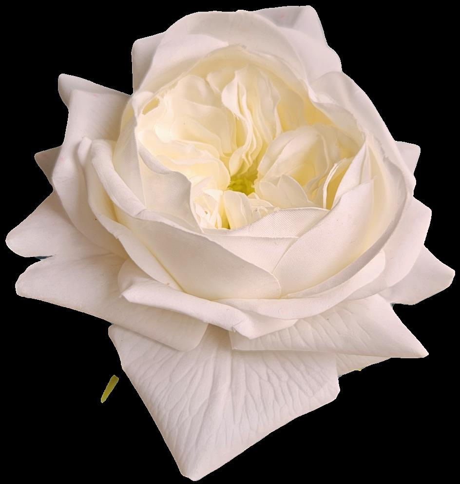 Englische Rose 65 cm  in