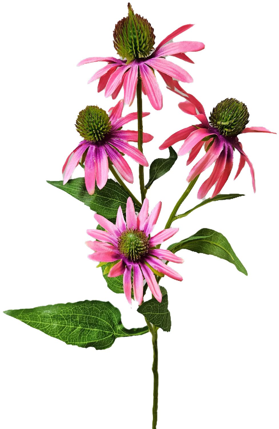Andreas Sonnenhut,71cm  in rosa-grün