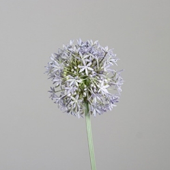 DPI Allium in Farbe blue, Blume, Pflanze