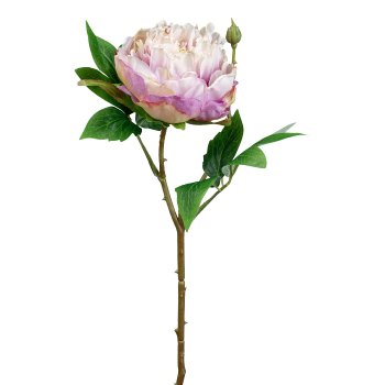 Gasper Peonie in Farbe Pink