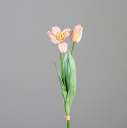 DPI Tulpen-Bündel in Farbe peach