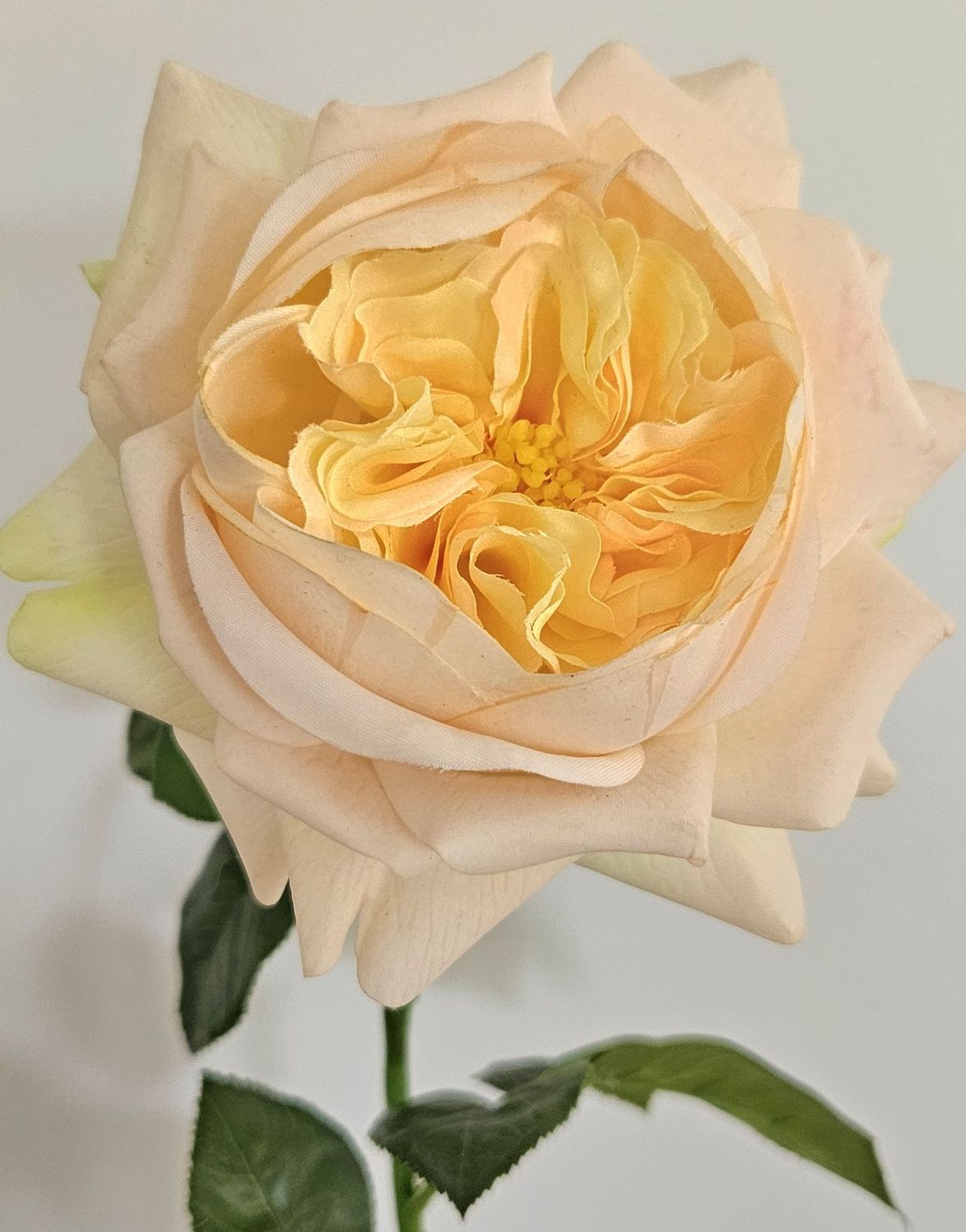 Englische Rose 65 cm  in Real Touch soft, aprikose