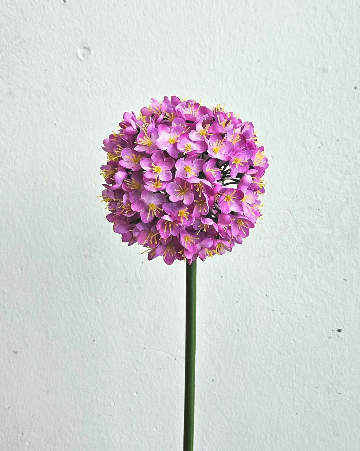 Andreas Allium,68cm ALLIUM in