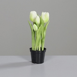 DPI Tulpen in Farbe cream, schwarz, Blume, Blumen-Arrangement, Pflanze, Blütenblatt, Töpferei