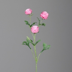 DPI Ranunkel in Farbe pink, Blume, Pflanze, Blütenblatt, Nelke, Rose