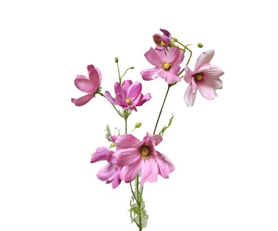 Andreas Cosmea,76cm COSMEA in
