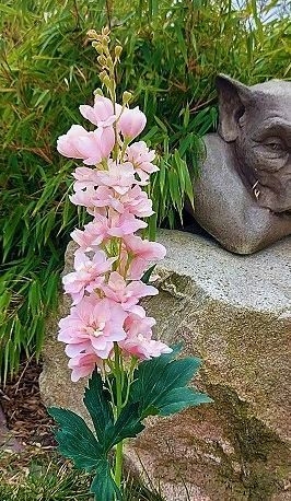 // Delphinium Blume // hellrosa // Höhe ca. 74 cm