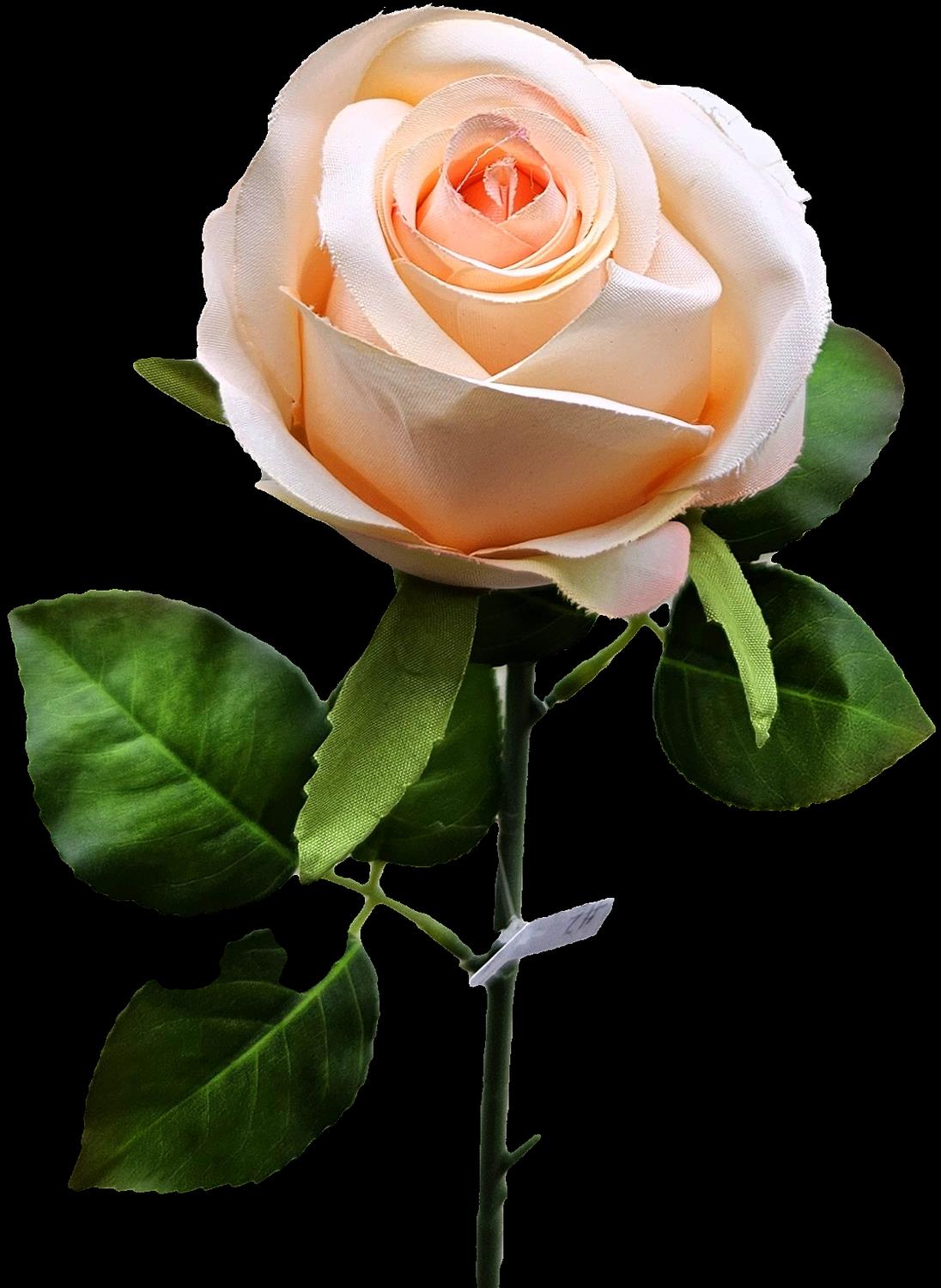 Andreas Französische Rose,50cm ROSE in aprikose