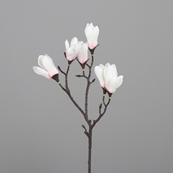 DPI Magnolie in Farbe white-rosee, Blume, Blütenblatt, Pflanze