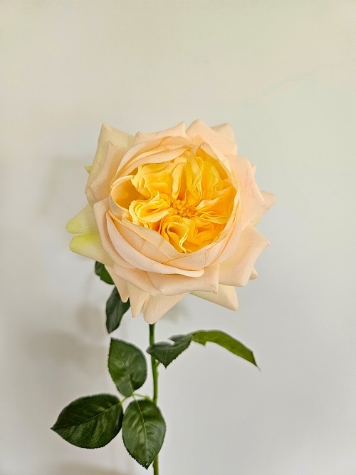 Englische Rose 65 cm  in Real Touch soft, aprikose