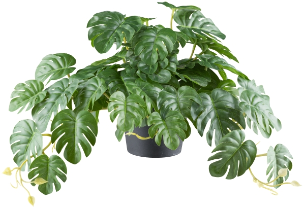 Roomio Splitphilodendron Hänger JAGER in Fb. grün, Pflanze, Pflanze im Topf, Blatt, Blume, Weinrebe