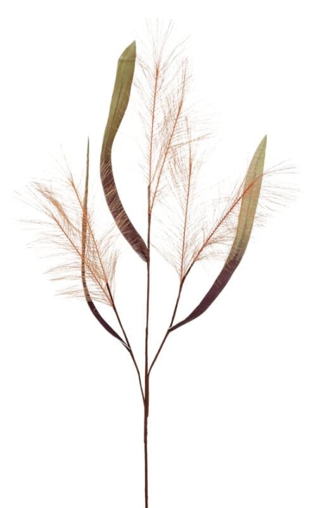 // Schilfgras // aprikose // Höhe ca. 110 cm