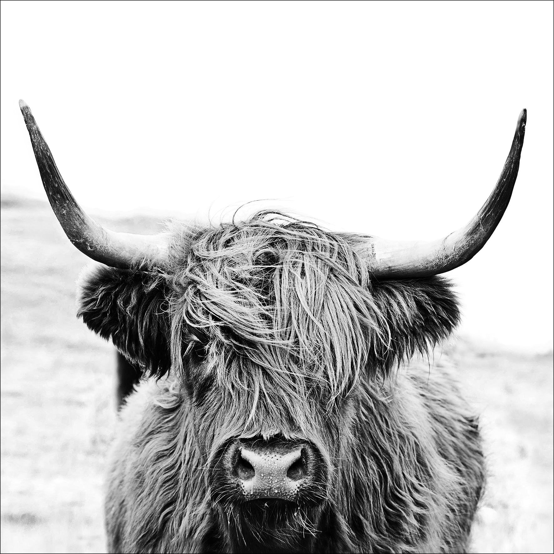 ProArt Glas-Art 20x20cm Scott.Highland Cattle ll