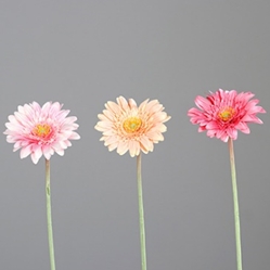 DPI Gerbera in Farbe drei Farben sortiert