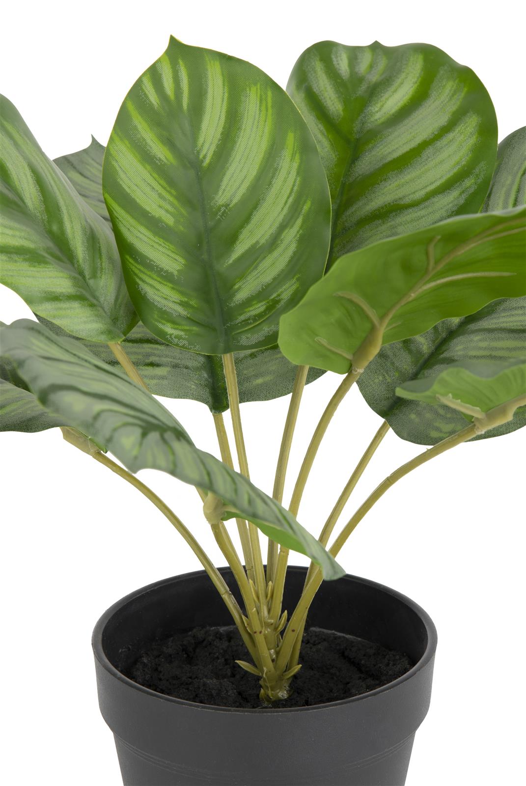 Coco Maison Kunstpflanze  ca. H45 cm in Calathea Orbifolia