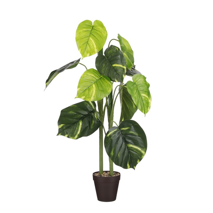 Edelman Caladium im Topf in Farbe dunkelgrün