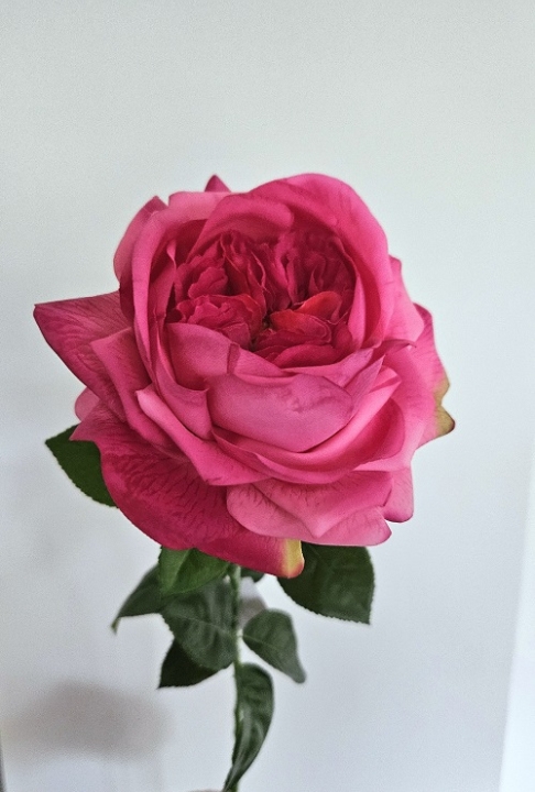 Englische Rose 65 cm  in